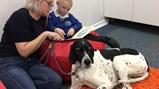 Therapy dog Amber