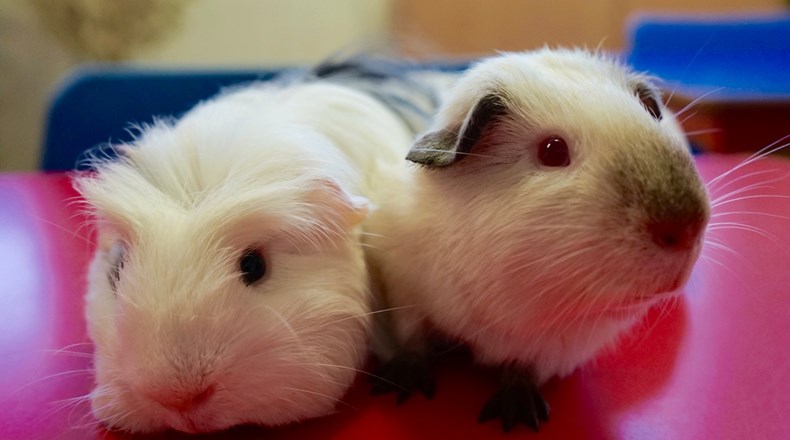 New school pets!