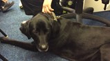 Reception meet police dog Jet