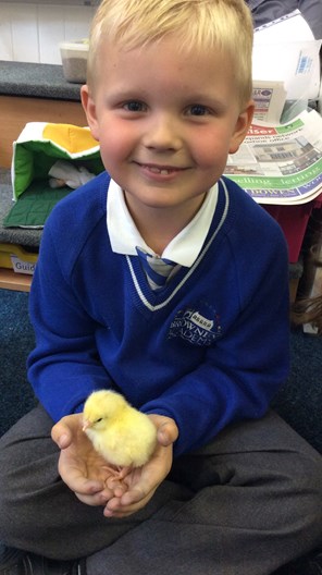 Living eggs project causes egg-citement!
