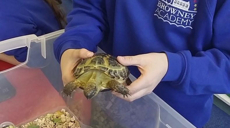 Tortoise visitor