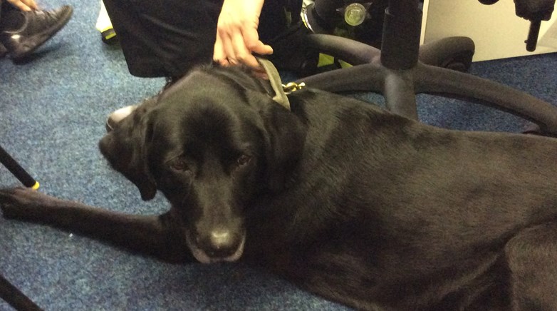 Reception meet police dog Jet