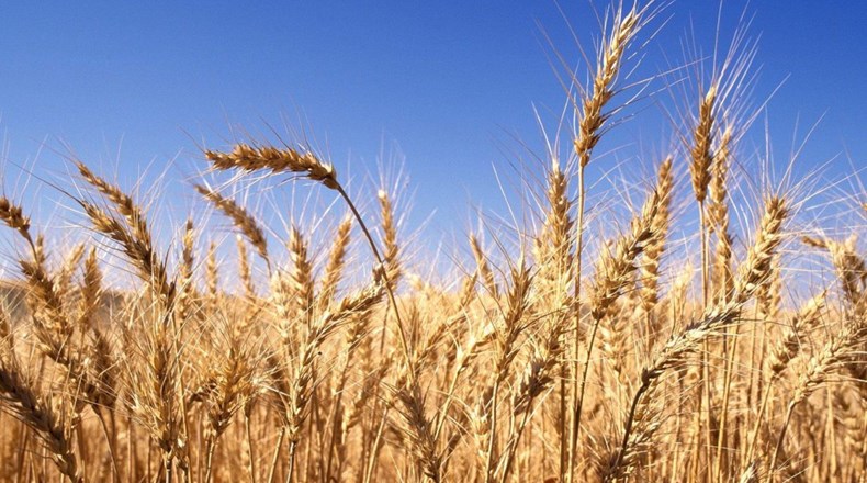 Harvest festival