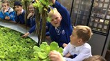 Year 2 & 3 botanical gardens
