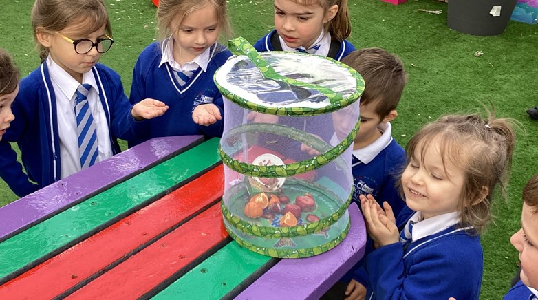 Butterfly garden