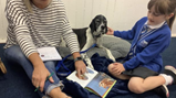 Amber therapy dog