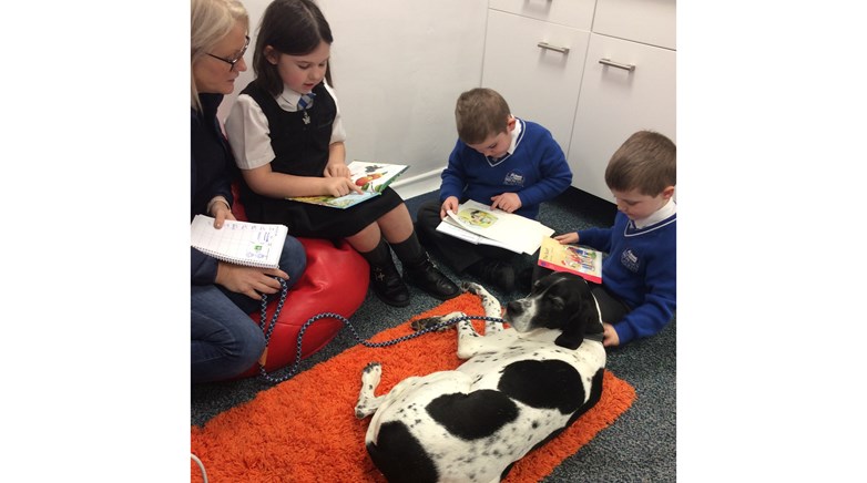 Therapy dog Amber