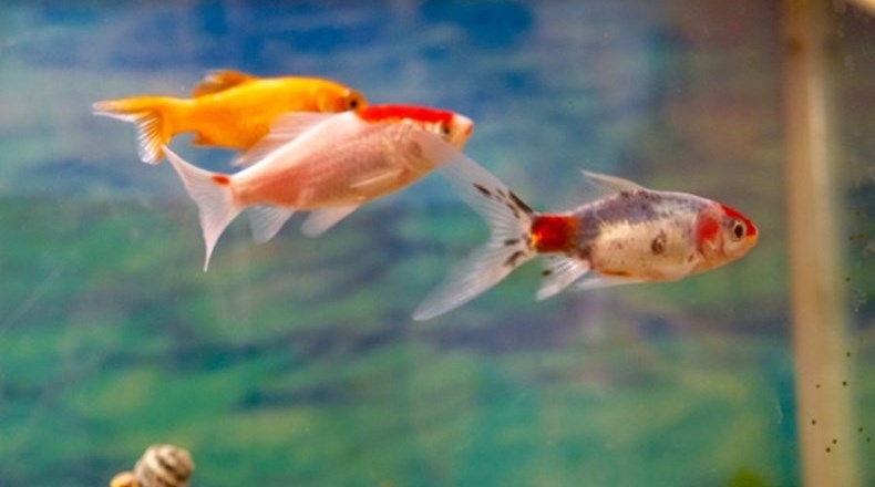 New fish for Browney
