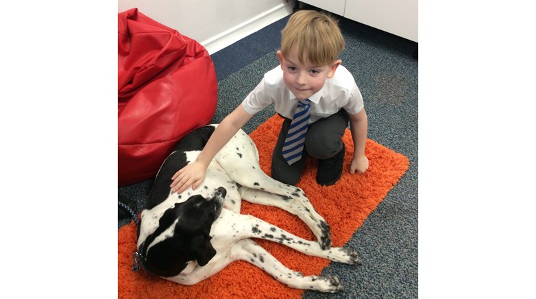 Therapy dog Amber