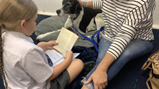 Amber therapy dog