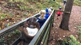 Outing to the farm