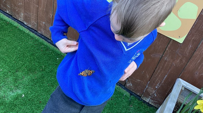 Butterfly garden