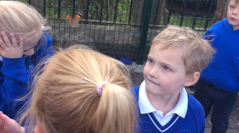 Butterflies